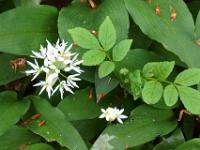 Blüte und diverse Blätter